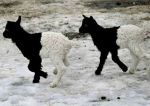 Black and white goats on the way to Zermatt.